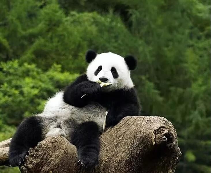 Panda White